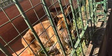 Rescataron a dos perros que vivían en condiciones de abandono extremo en Posadas.