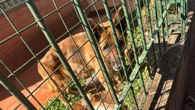 Rescataron a dos perros que vivían en condiciones de abandono extremo en Posadas.