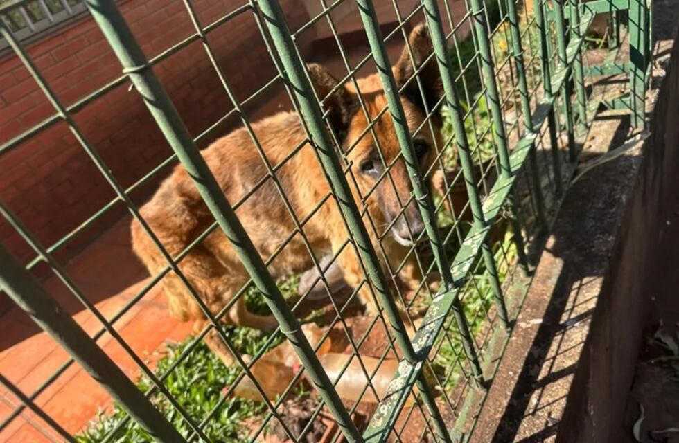 Rescataron a dos perros que vivían en condiciones de abandono extremo en Posadas
