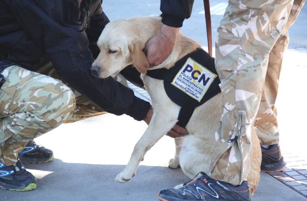 Dolor en la Policía por la muerte de “Afrodita”, la perra que combatía a los narcos y que todos amaban