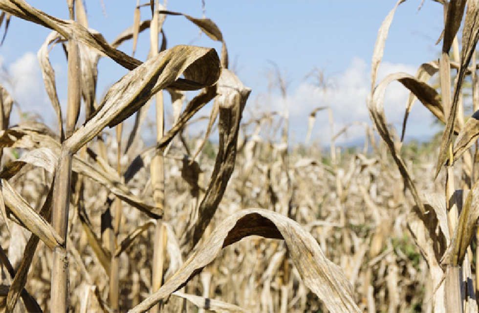 La sequia en la economía del 2023