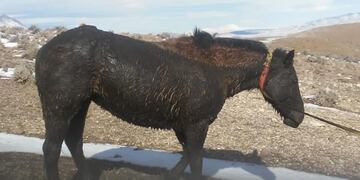 Rescataron a un caballo que estaba atrapado en un menuco en Tricao Malal.