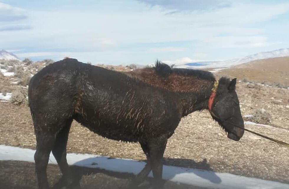 Neuquén: rescataron a un caballo que estaba atrapado en un lodazal