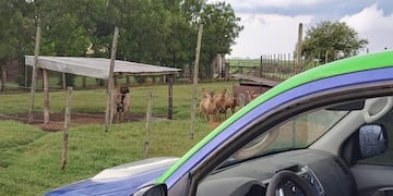 Policía Ambiental concretó un operativo al sur de Córdoba.
