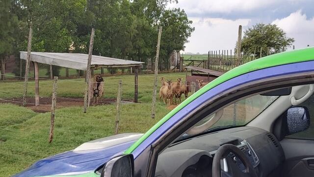 Policía Ambiental concretó un operativo al sur de Córdoba.