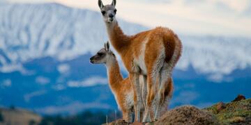 Guanaco