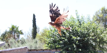 Liberaron aves en Córdoba. (Imagen ilustrativa).