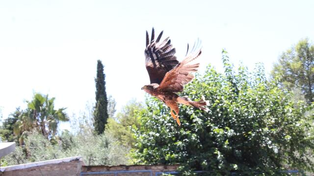 Liberaron aves en Córdoba. (Imagen ilustrativa).