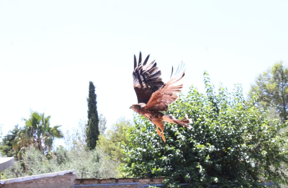 Liberaron más de 40 aves rescatadas del tráfico ilegal en Córdoba