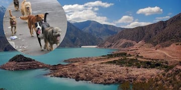 Piden llevar alimento para los perros de Potrerillos.