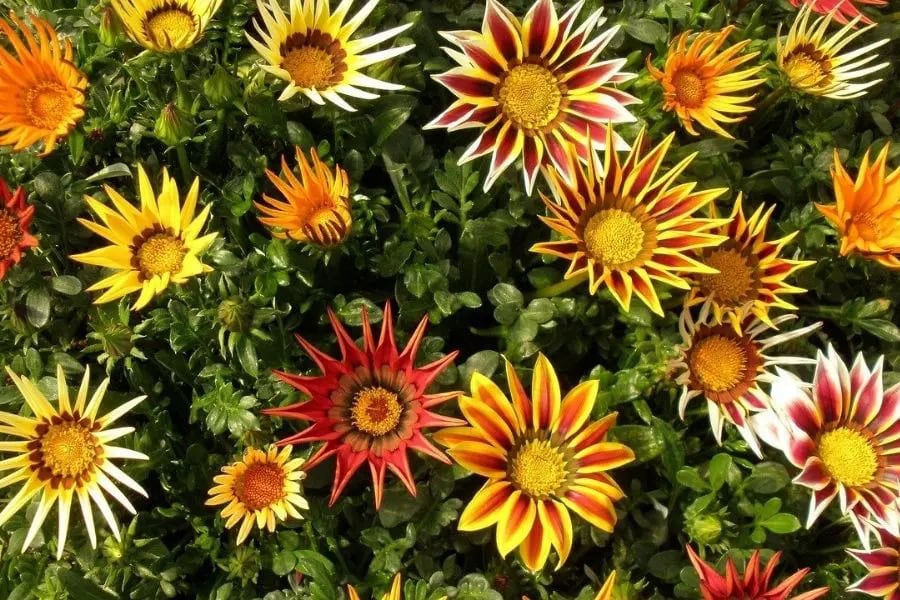 Gazanias flores