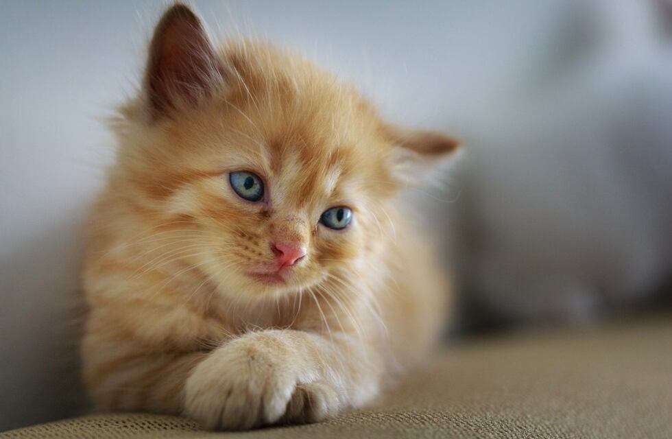 Pérez: mataron dos gatos con comida envenenada