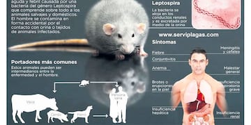La leptospirosis estaría afectando la localidad de Camps.