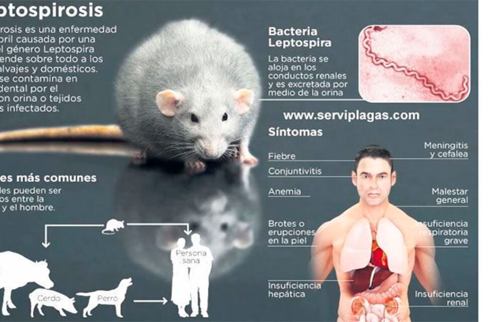 General Ramírez: analizan casos sospechosos de leptospirosis