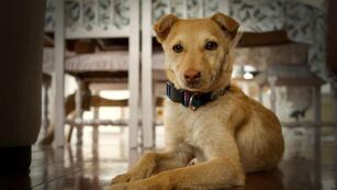 El Departamento de Sanidad y Control Animal continúa recorriendo los barrios de la ciudad con los quirófanos móviles para la castración de perros y gatos.