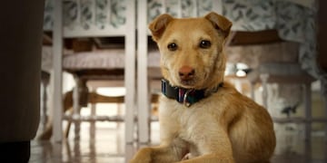 Coordinado desde el Departamento de Sanidad y Control Animal