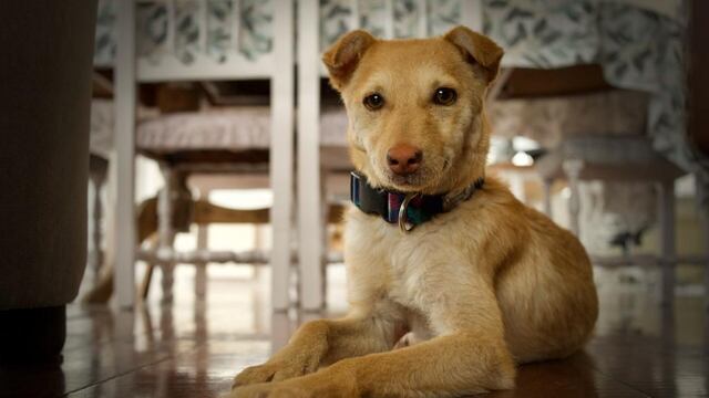 El Departamento de Sanidad y Control Animal continúa recorriendo los barrios de la ciudad con los quirófanos móviles para la castración de perros y gatos.