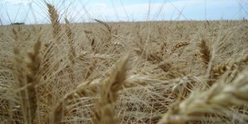 El trigo cordobés.