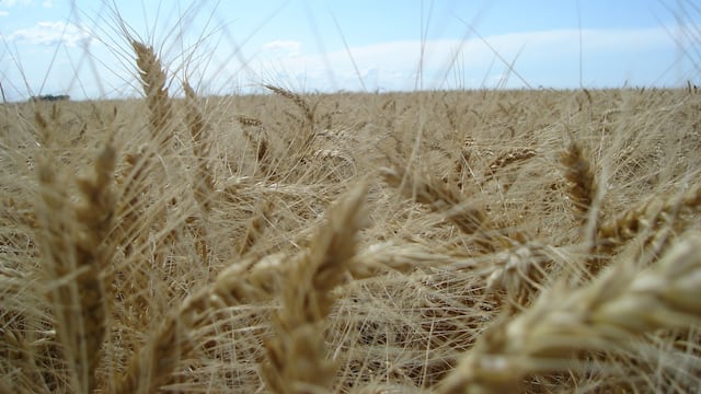 El trigo cordobés.