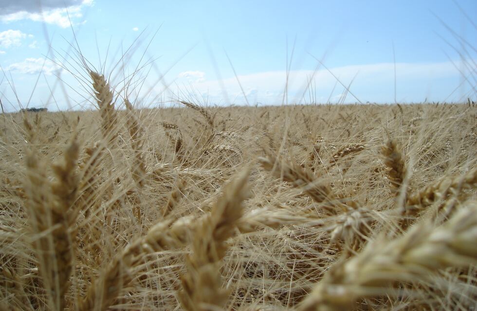 El campo cordobés contra Alberto Fernández: “Decide repetir viejos y fracasados errores”