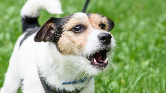Cómo es el invento de científicos de la Universidad de Michigan que traduce el ladrido de perros.