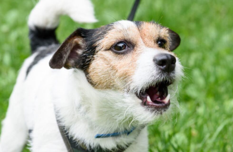 Científicos desarrollan una Inteligencia Artificial para traducir ladridos de perros