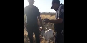 Policías roban cabra en La Punta, San Luis.