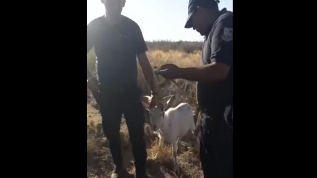 Policías roban cabra en La Punta, San Luis.