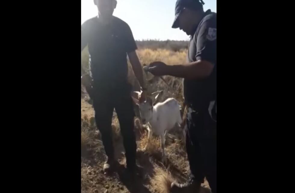 La otra cara: el video que desmiente que los policías robaron una cabra en San Luis