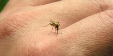 Detectaron los primeros casos de dengue y chikungunya en Córdoba.
