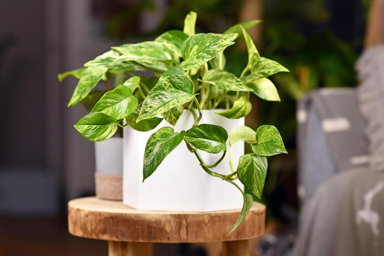 plantas para interiores que ayudan a dormir mejor