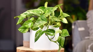 El potus es una de las plantas más elegidas para equilibrar y atraer energía positiva en el hogar