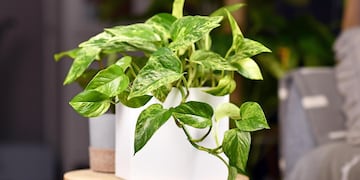 El potus es una de las plantas más elegidas para equilibrar y atraer energía positiva en el hogar