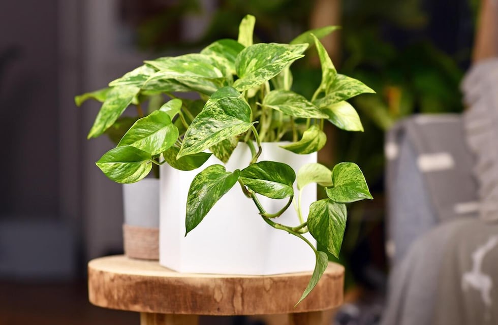 En qué lugar de la casa debería estar el potus, según el Feng Shui