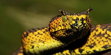 Un hombre en plena ola polar encontró una víbora congelada.