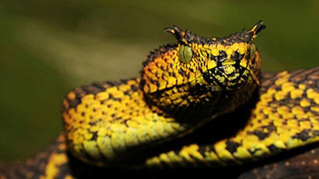 Un hombre en plena ola polar encontró una víbora congelada.