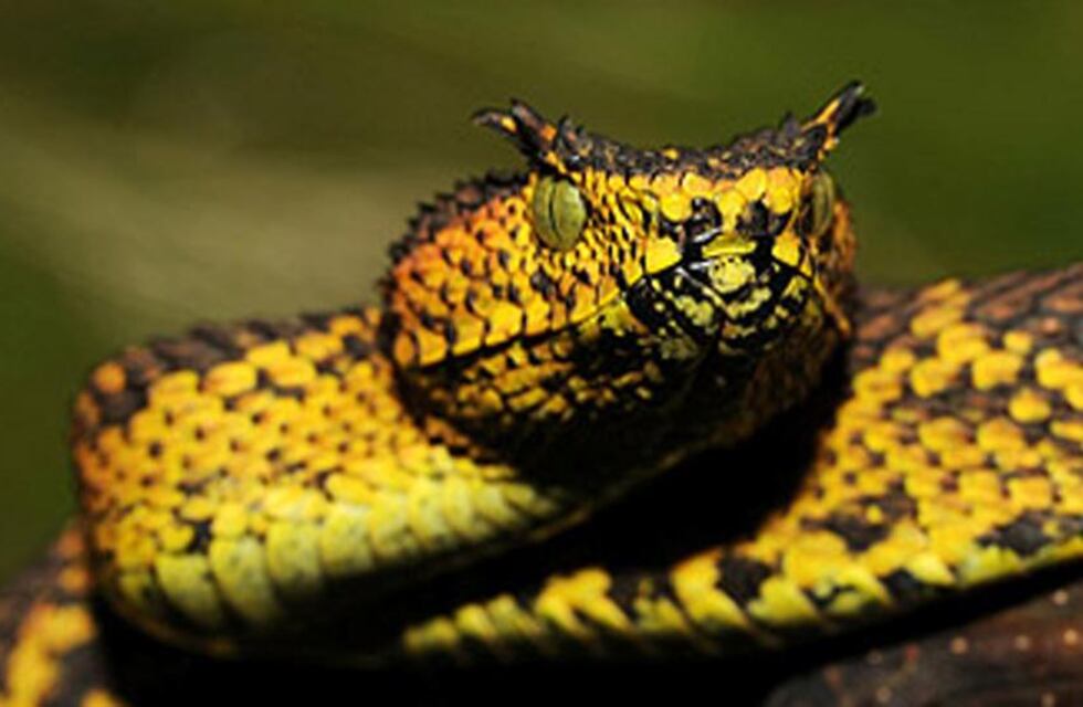 Video: “Hasta las víboras se congelan” en Chubut