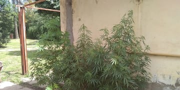 En total, los efectivos policiales encontraron 14 plantas de cannabis.