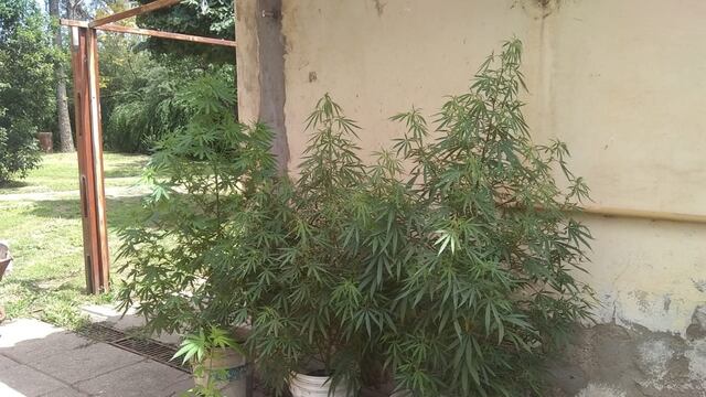 En total, los efectivos policiales encontraron 14 plantas de cannabis.