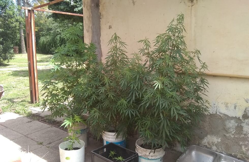 Fue denunciado por violencia de género y le encontraron 14 plantas de marihuana: está prófugo
