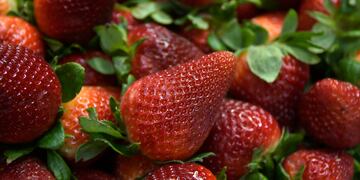 Quisieron decomisarle las frutillas y la gente de San Luis se las compró todas.