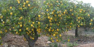 Los limones son un elemento importante para esta gran pequeña.