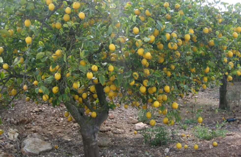 Es cordobesa, tiene siete años y se las ingenia por el barrio para ayudar a su familia