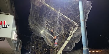 Siguen colocando redes en los árboles del microcentro rafaelino.