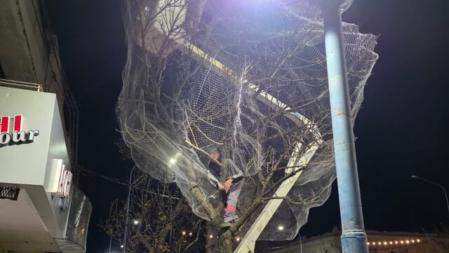 Siguen colocando redes en los árboles del microcentro rafaelino.
