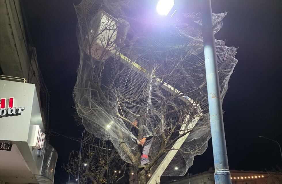 Ya hay 9 árboles en los árboles del centro rafaelino