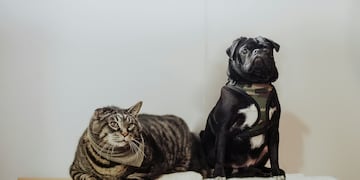 Tres Arroyos: Vacunación antirrábica gratuita para canes y felinos