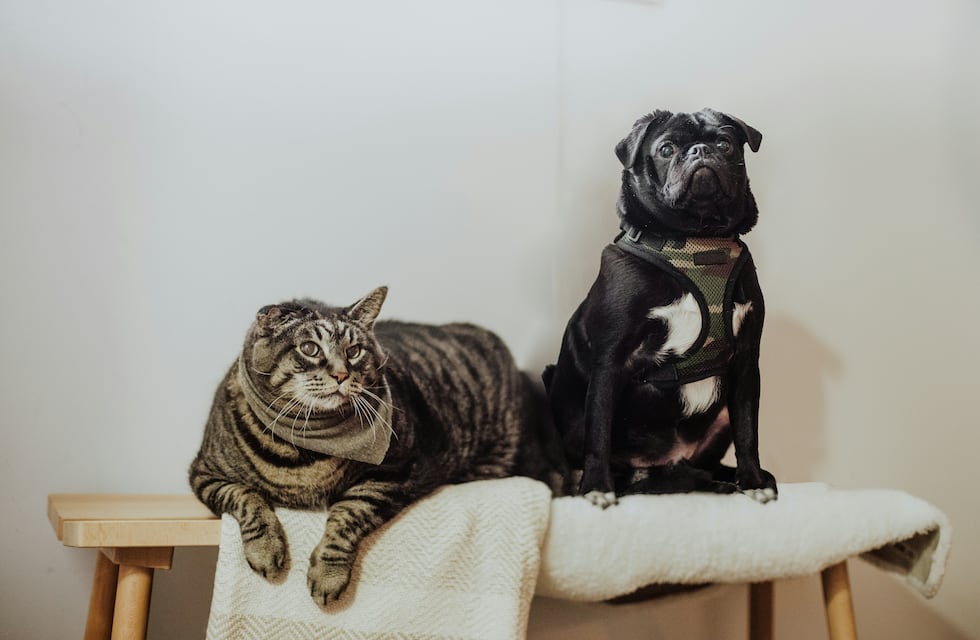 Tres Arroyos: Vacunación antirrábica gratuita para canes y felinos