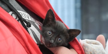 Campaña Vacunación Antirrábica