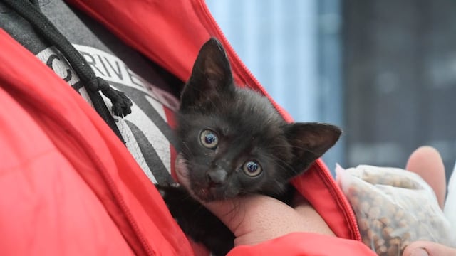 Campaña Vacunación Antirrábica